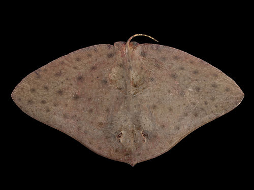 Smooth butterfly ray